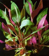 ALTERNANTHERA REINECKII ROSAEFOLIA