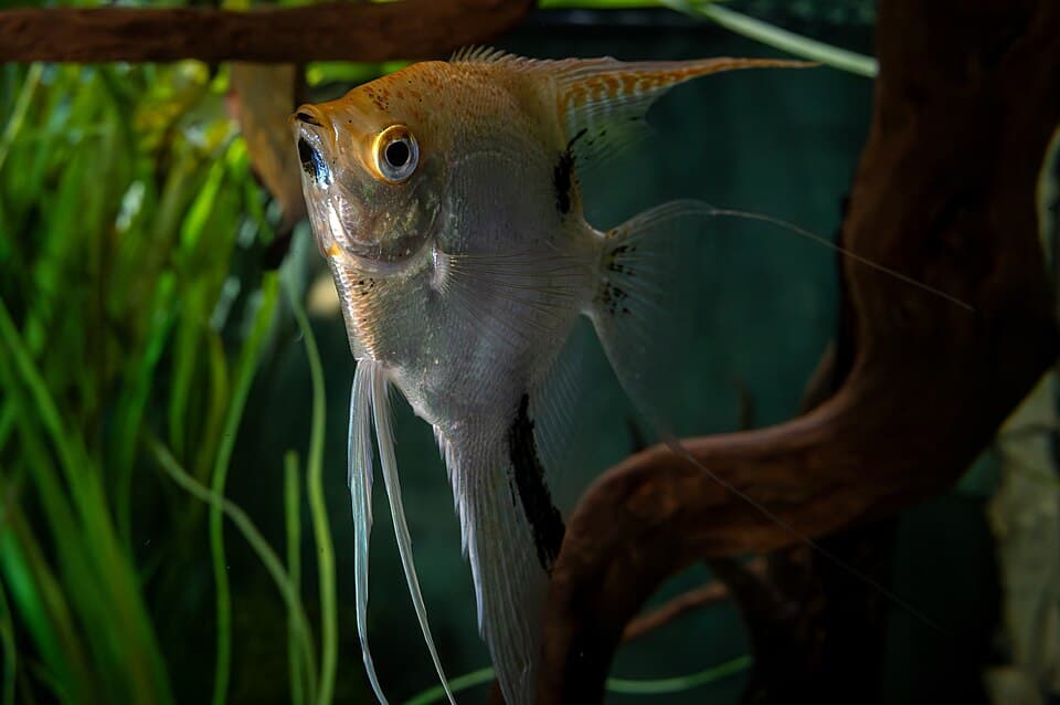 Ángel Tropical
