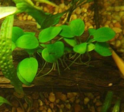 Anubias Nana
