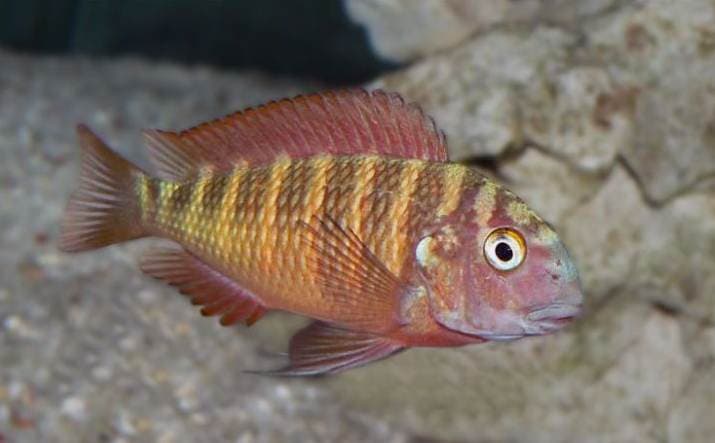 CLICLIDO MORI