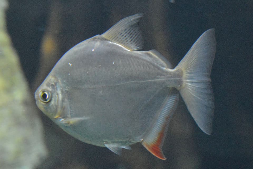 MELANOTECNIA PRECOX