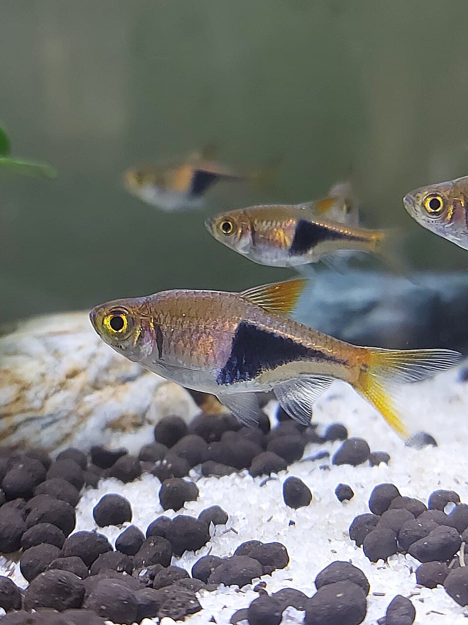 ODESSA