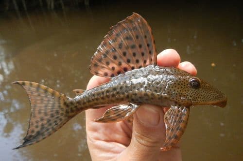 Pleco Común