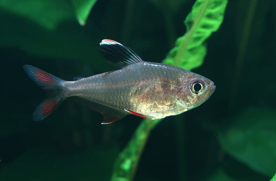 Tetras Neón (x5)