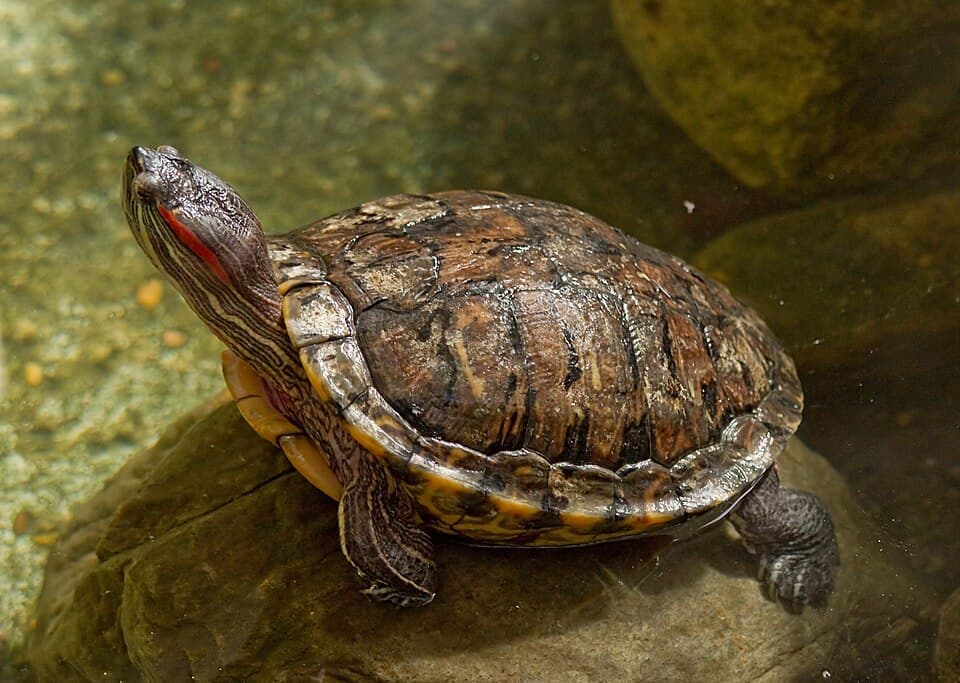 TORTUGUIN NUTRA 5